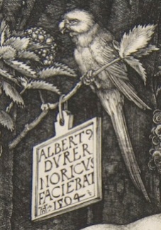 1504 perroquet Durer